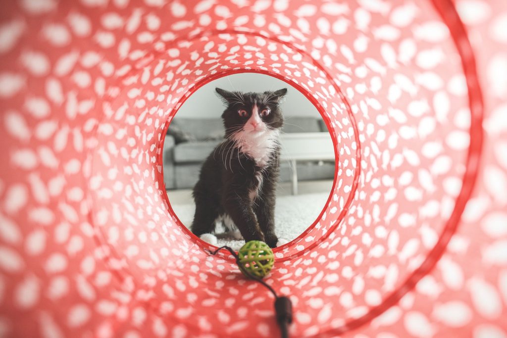 Katt vid tunnel